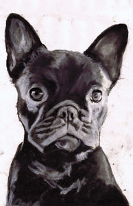 Commission a Custom Charcoal Pet Portrait