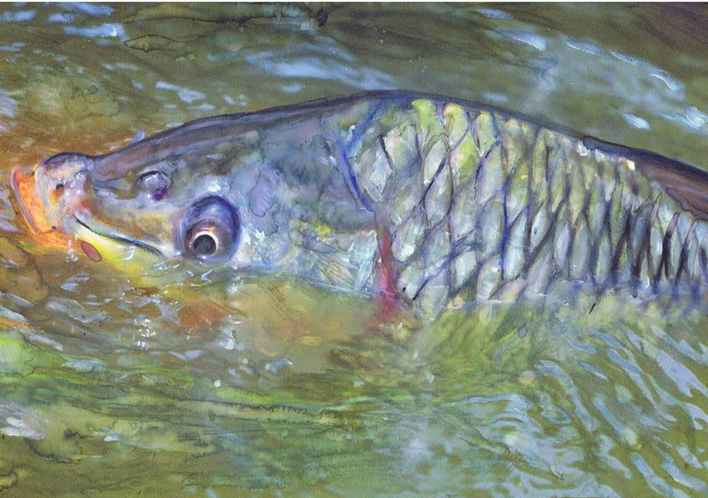 Rise of the Commons – Hand-Signed Common Carp Watercolor Art Print by Jack Tarpon