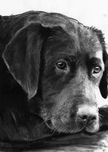 Load image into Gallery viewer, Commission a Custom Charcoal Pet Portrait