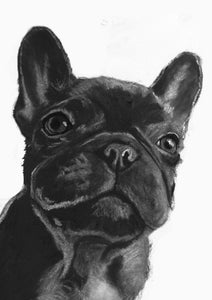 Commission a Custom Charcoal Pet Portrait