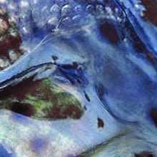 Load image into Gallery viewer, Golden Brown Trout – Pastel &amp; Watercolour Fishing Art Print by Jack Tarpon