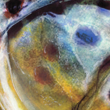 Load image into Gallery viewer, Golden Brown Trout – Pastel &amp; Watercolour Fishing Art Print by Jack Tarpon