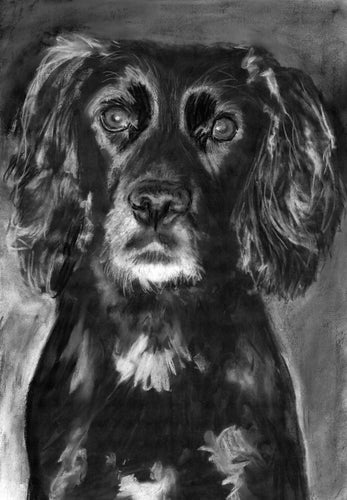 Commission a Custom Charcoal Pet Portrait