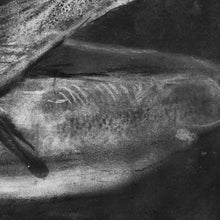 Load image into Gallery viewer, Shadow Rise – Charcoal Trout Fly Fishing Art Print by Jack Tarpon