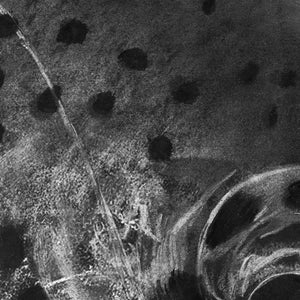 Shadow Rise – Charcoal Trout Fly Fishing Art Print by Jack Tarpon
