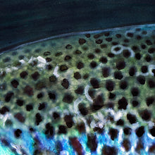 Load image into Gallery viewer, Midnight Rise – Brown Trout Fly Fishing Art Print by Jack Tarpon