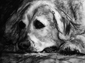 Commission a Custom Charcoal Pet Portrait