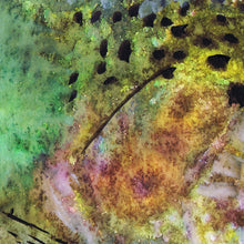 Load image into Gallery viewer, River Glow – Trout Mixed Media Fly Fishing Art Print by Jack Tarpon