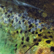 Load image into Gallery viewer, River Glow – Trout Mixed Media Fly Fishing Art Print by Jack Tarpon