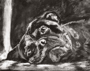 Commission a Custom Charcoal Pet Portrait