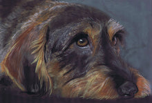 Load image into Gallery viewer, Resting Wirehaired Dachshund – Hand-Signed Soft Pastel Art Print by Oscar Jetson