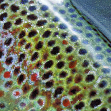 Load image into Gallery viewer, Brown Trout Hooked – Fly Fishing Art Print by Jack Tarpon