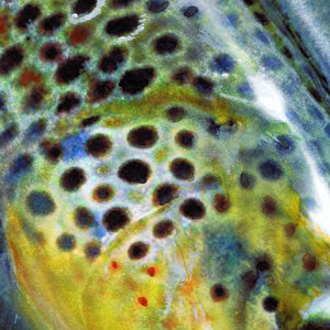 Brown Trout Hooked – Fly Fishing Art Print by Jack Tarpon