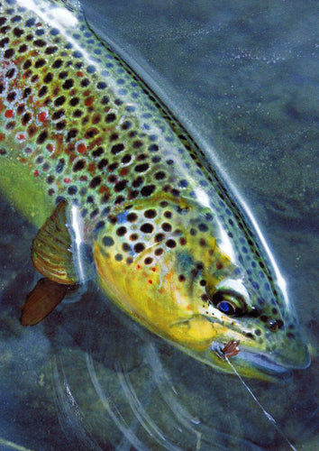 Brown Trout Hooked – Fly Fishing Art Print by Jack Tarpon