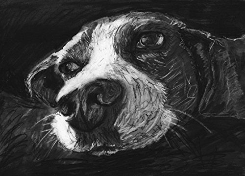 Beagle Gifts, Wall Art Print, Black and White Charcoal Beagle Artwork, Beagle Fan Gift, Beagle Dog Art, Dog Wall Art Print, Colorful Beagle Dog Picture hand signed by Oscar Jetson - Dog portraits by Oscar Jetson