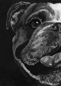 English Bulldog gift, English bulldog art, bulldog drawing,black and white giclee print, charcoal bulldog portrait, English bulldog owner - Dog portraits by Oscar Jetson