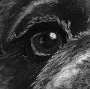 English Bulldog gift, English bulldog art, bulldog drawing,black and white giclee print, charcoal bulldog portrait, English bulldog owner - Dog portraits by Oscar Jetson