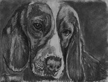 Load image into Gallery viewer, Beagle Dog charcoal drawing giclee print, Black dog portrait, Beagle gift , Beagle dog black and white drawing Beagle wall art print - Dog portraits by Oscar Jetson