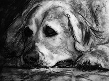 Load image into Gallery viewer, Golden retriever dog print, charcoal Golden retriever drawing, Goldie dog gift, dog portrait, retriever gift ,drawing golden retriever print - Dog portraits by Oscar Jetson