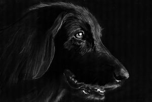 Custom Charcoal Dog Portraits by Oscar Jetson